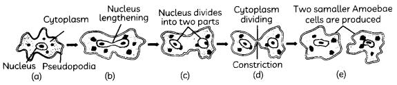 Asexual-Reproduction-1