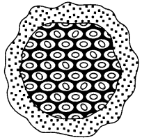 Asexual Reproduction 2