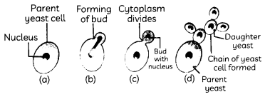 Asexual Reproduction 3