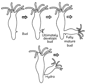 Asexual Reproduction 4