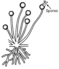 Asexual Reproduction 5