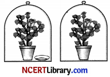 CBSE Sample Papers for Class 10 Science Set 1 with Solutions 7