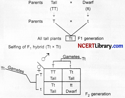 CBSE Sample Papers for Class 10 Science Set 1 with Solutions 8