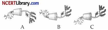 CBSE Sample Papers for Class 10 Science Set 1 with Solutions 9