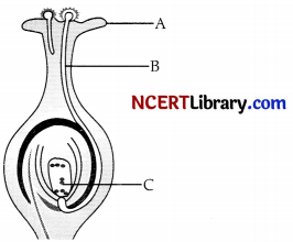 CBSE Sample Papers for Class 10 Science Set 3 with Solutions 3