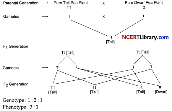 CBSE Sample Papers for Class 10 Science Set 5 with Solutions 10