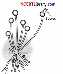 CBSE Sample Papers for Class 10 Science Set 5 with Solutions 20