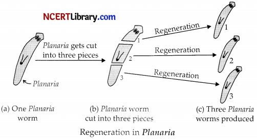 CBSE Sample Papers for Class 10 Science Set 6 with Solutions 13