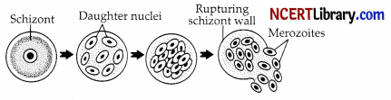 CBSE Sample Papers for Class 10 Science Set 6 with Solutions 6