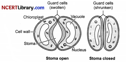 CBSE Sample Papers for Class 10 Science Set 7 with Solutions 11