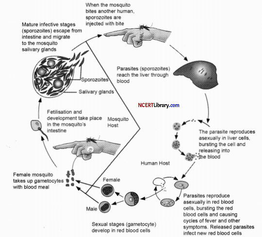 CBSE Sample Papers for Class 12 Biology Set 1 with Solutions Q 26.1