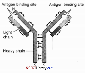 CBSE Sample Papers for Class 12 Biology Set 1 with Solutions Q 26
