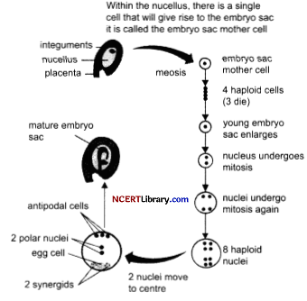 CBSE Sample Papers for Class 12 Biology Set 1 with Solutions Q 31
