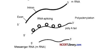 CBSE Sample Papers for Class 12 Biology Set 1 with Solutions Q 32 png