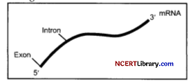 CBSE Sample Papers for Class 12 Biology Set 1 with Solutions Q 32 png
