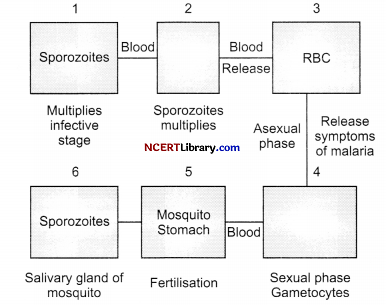 CBSE Sample Papers for Class 12 Biology Set 2 with Solutions Q11