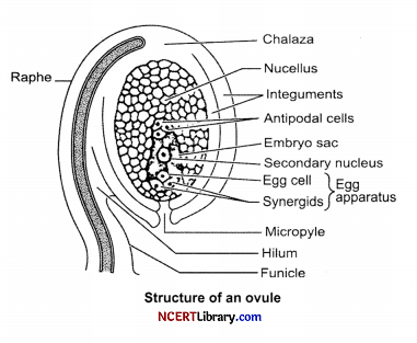 CBSE Sample Papers for Class 12 Biology Set 2 with Solutions Q17