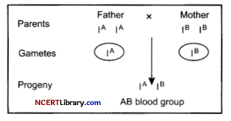 CBSE Sample Papers for Class 12 Biology Set 2 with Solutions Q18