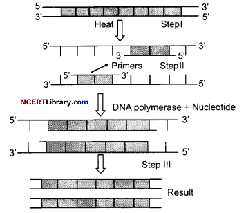 CBSE Sample Papers for Class 12 Biology Set 2 with Solutions Q24
