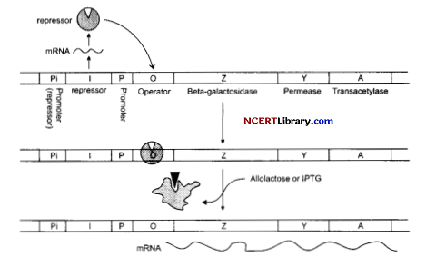 CBSE Sample Papers for Class 12 Biology Set 2 with Solutions Q26