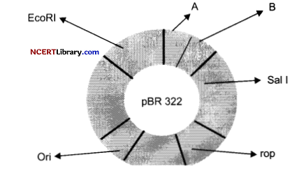 CBSE Sample Papers for Class 12 Biology Set 2 with Solutions Q27