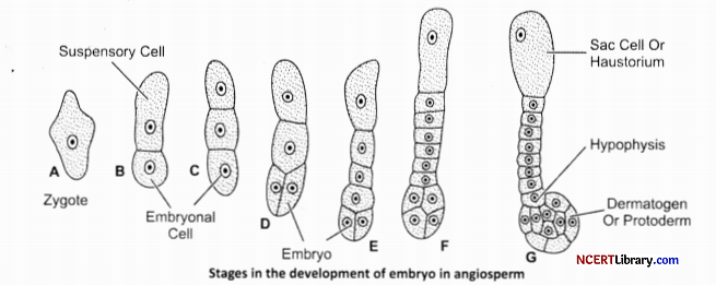 CBSE Sample Papers for Class 12 Biology Set 3 with Solutions Q17