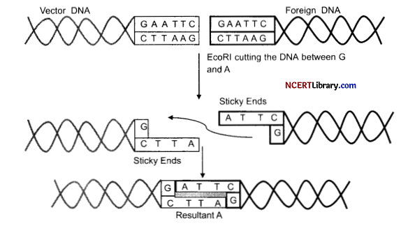 CBSE Sample Papers for Class 12 Biology Set 3 with Solutions Q24
