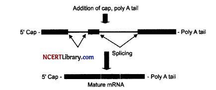 CBSE Sample Papers for Class 12 Biology Set 3 with Solutions Q26