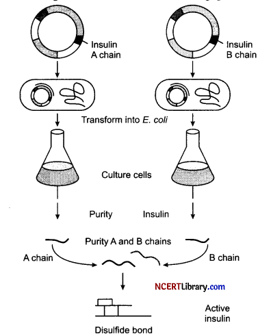 CBSE Sample Papers for Class 12 Biology Set 3 with Solutions Q27