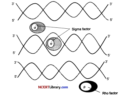 CBSE Sample Papers for Class 12 Biology Set 3 with Solutions Q29