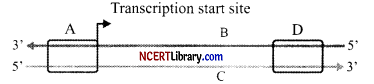 CBSE-Sample-Papers-for-Class-12-Biology-Set-3-with-Solutions-Q3