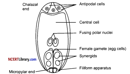 CBSE Sample Papers for Class 12 Biology Set 3 with Solutions Q31