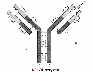 CBSE Sample Papers for Class 12 Biology Set 4 with Solutions Q12
