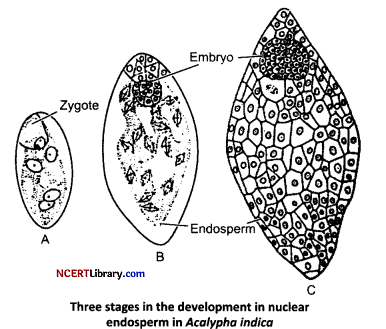 CBSE Sample Papers for Class 12 Biology Set 4 with Solutions Q12