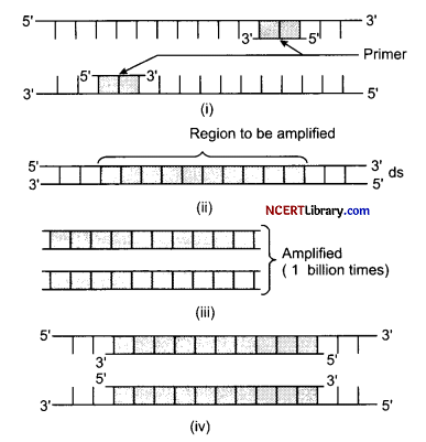CBSE Sample Papers for Class 12 Biology Set 4 with Solutions Q20