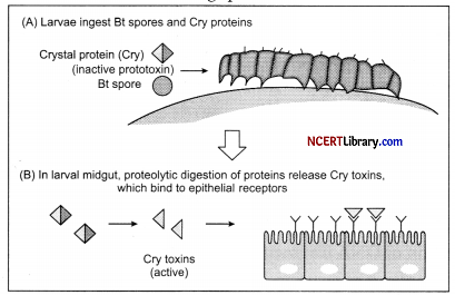 CBSE Sample Papers for Class 12 Biology Set 4 with Solutions Q24