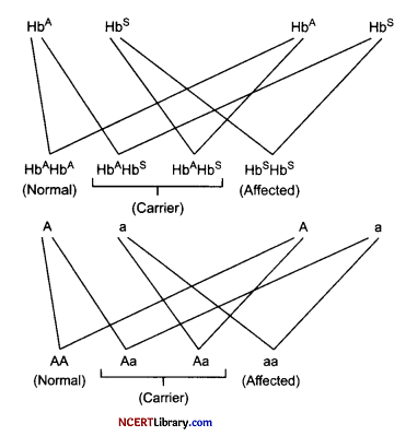 CBSE Sample Papers for Class 12 Biology Set 4 with Solutions Q26