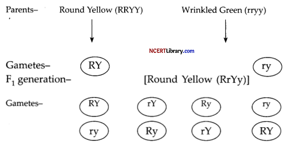 CBSE Sample Papers for Class 12 Biology Set 4 with Solutions Q29