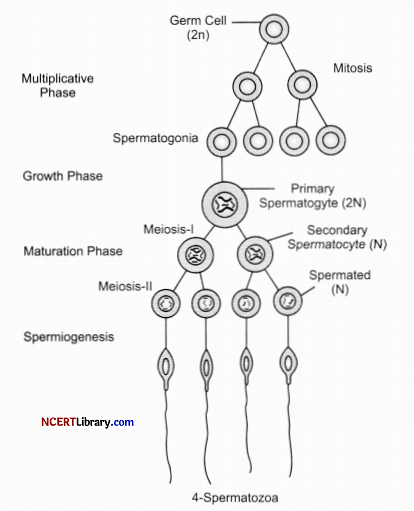 CBSE Sample Papers for Class 12 Biology Set 4 with Solutions Q31.1
