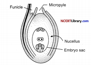 CBSE Sample Papers for Class 12 Biology Set 4 with Solutions Q31
