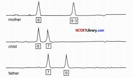 CBSE Sample Papers for Class 12 Biology Set 4 with Solutions Q32