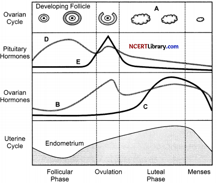 CBSE Sample Papers for Class 12 Biology Set 5 with Solutions Q 18