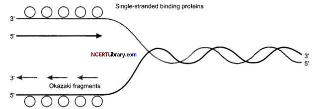 CBSE Sample Papers for Class 12 Biology Set 5 with Solutions Q 29