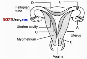 CBSE Sample Papers for Class 12 Biology Set 5 with Solutions Q 30