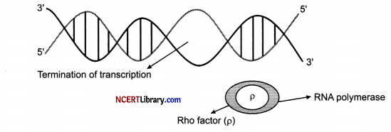 CBSE Sample Papers for Class 12 Biology Set 5 with Solutions Q 33