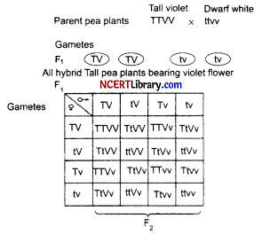 CBSE Sample Papers for Class 12 Biology Set 6 with Solutions Q31
