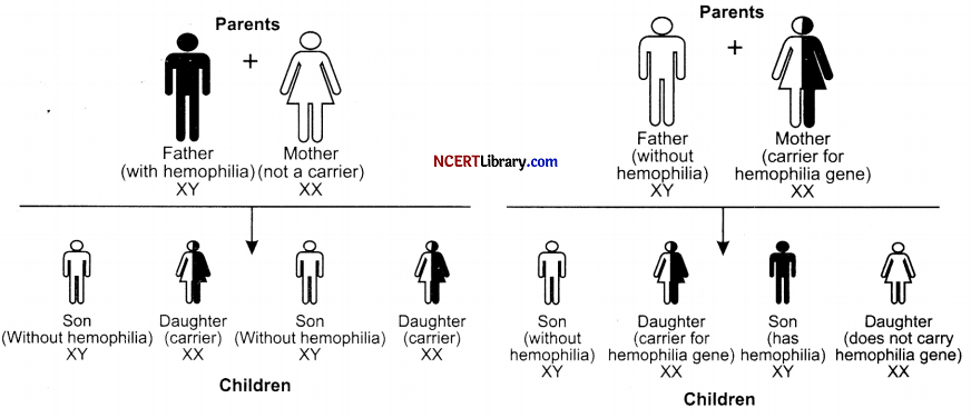 CBSE Sample Papers for Class 12 Biology Set 6 with Solutions Q32