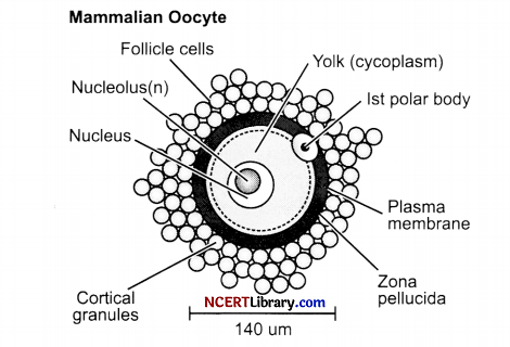 CBSE Sample Papers for Class 12 Biology Set 6 with Solutions Q33