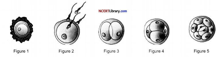 CBSE Sample Papers for Class 12 Biology Set 6 with Solutions Q33