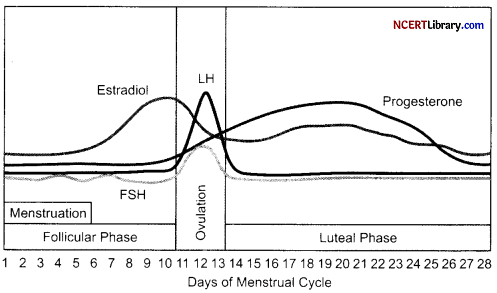 CBSE Sample Papers for Class 12 Biology Set 6with Solutions Q 29